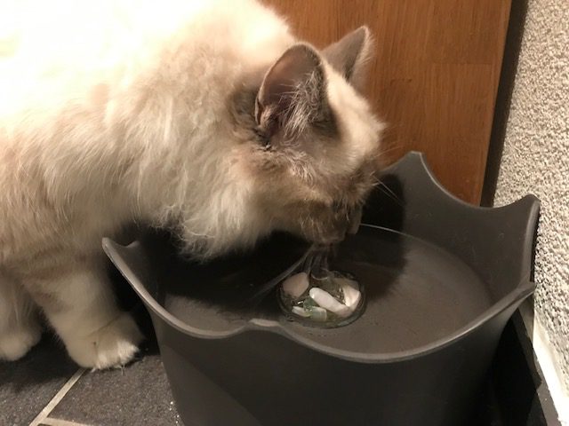 crownjuwel_Katze